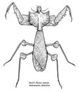 DevilÃ¢â¬â¢s flower mantis illustration, drawing, engraving, ink, line art, vector